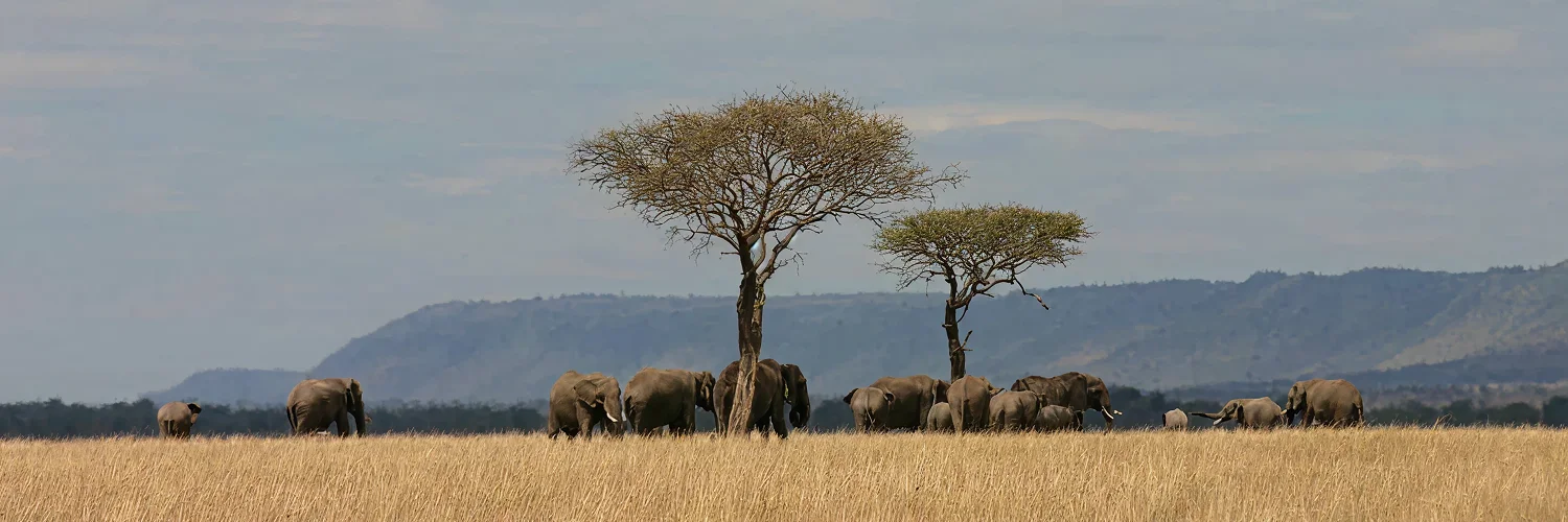 masai-mara-elephants-mara-north-conservancy 1.webp